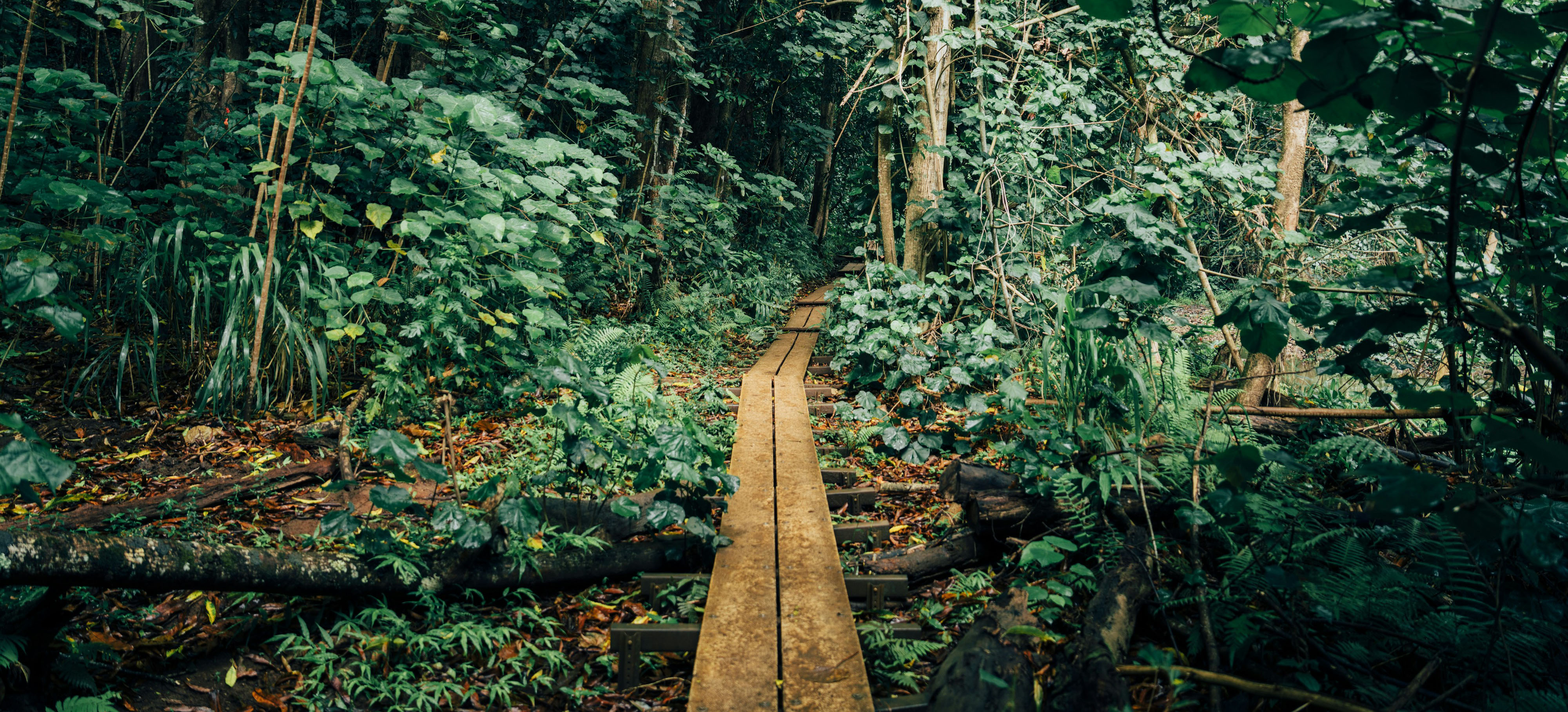 Pfad durch den Regenwald